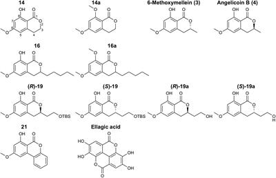 Novel 3,4-Dihydroisocoumarins Inhibit Human P-gp and BCRP in Multidrug Resistant Tumors and Demonstrate Substrate Inhibition of Yeast Pdr5